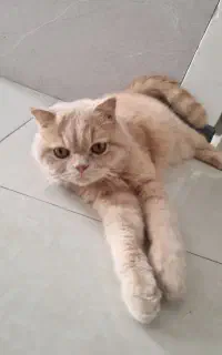 اسکاتیش