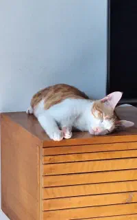 واگذاری بچه گربه بازی گوش