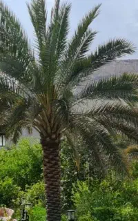 فروش پا جوش نخل پیارم ،حلیله ،شاهانی ،خنیزی ،خاسیو