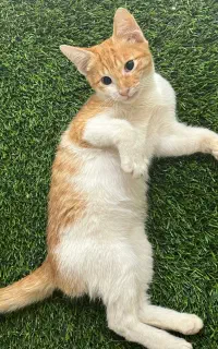 واگذاری گربه نارنجی سه ماهه نر