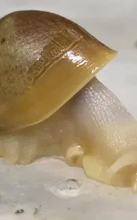 حلزون اچاتینا