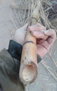 نی خیزران یا چوب بامبو طول پنج و شیش متر