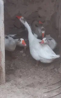 ۲ نره ۳ تا ماده
