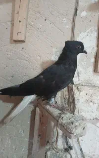 نر زاغ دم اسبی،