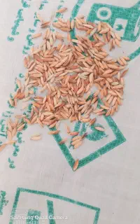 بذر شلتوک