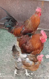 خروس