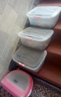 فروش حلزون
