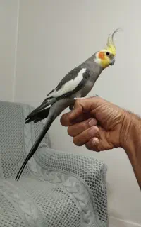عروس هلندی سخنگو