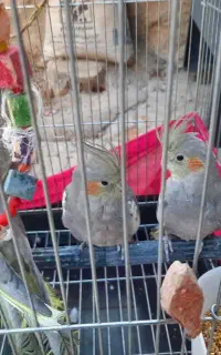 عروس هلندی نروماده