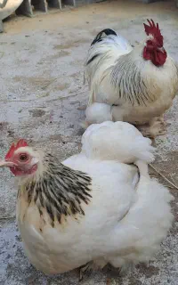 تخم نطفه دار کوشین اصل