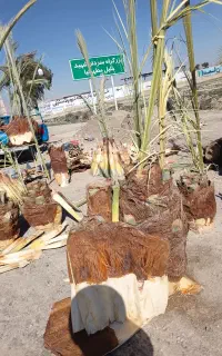 نخل،خرید نخل