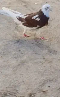 کفتر
