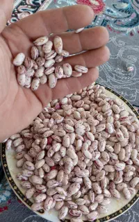 لوبیا چیتی قره داغ