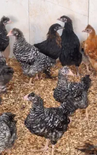 جوجه رسمی گلپایگانی ۳ ماهه