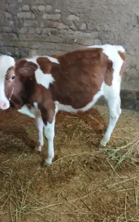 گوساله نر