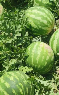 فروش هندوانه شرطی عمده و تکی در مشکین
