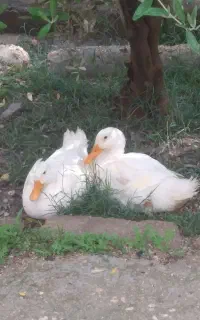 اردک