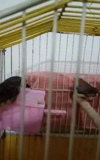 یک جفت فنج بالغ