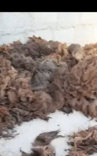 پشم
