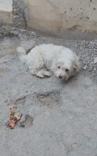 سگ پاکوتا