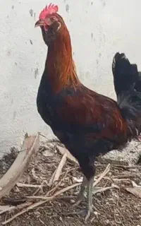 جوجه خروس محلی ریشی