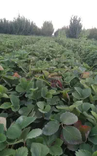 نهال سابرینا پربار