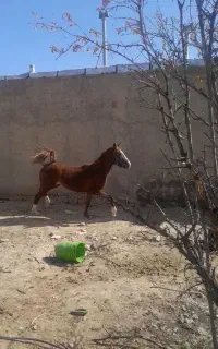 کره اسب نریون