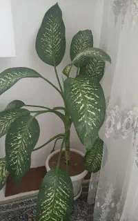 گل و گیاه
