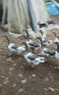 بوقلمون و غاز محلی