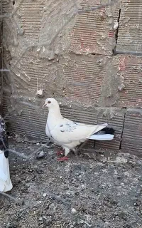 ماده طوقی