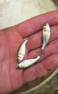 فروش بچه ماهی گرم فتفاک