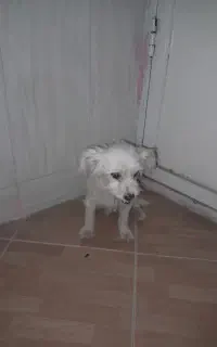 طوله سگ نژادش بلدنیستم