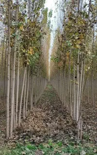 چنار یا صنوبر نیگرا