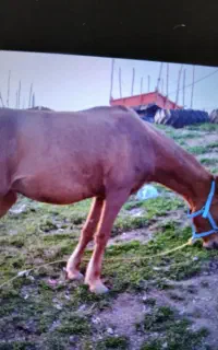 اسب  سرحال سه ساله هفت ماه آبستن سواری