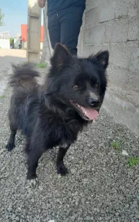 سگ پاکوتاه نر