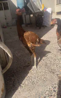 یک عددجوجه خروس لاری افغان