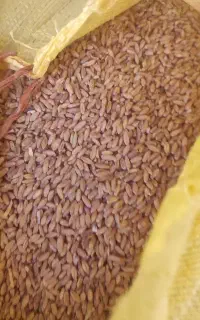 گندم بوجاری سم خورده ۶۵تومن