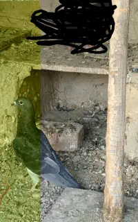 کبوتر مسافت بلند