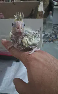 جوجه عروس هلندی