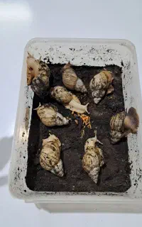 حلزون و تخم حلزون آچاتینا آلبینو (خاویار حلزون)