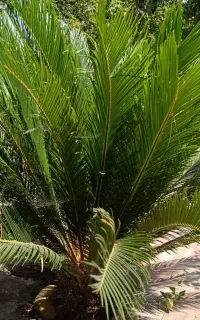 گل سکاس پنج ساله
