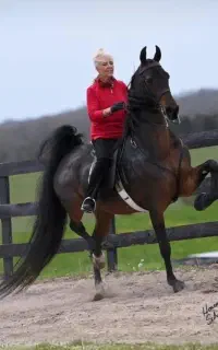 برکت مادیان درشوری تکبندی درجه یک