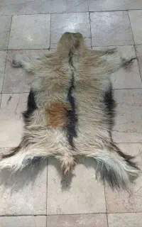پوست بزی ، پوست بز دباغی شده