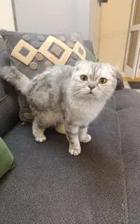 گربه ماده اسکاتیش اسال ودو ماهه