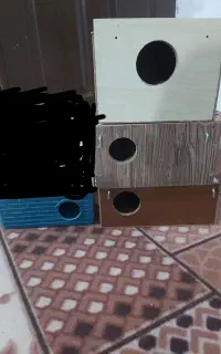 لونه پرنده مرغ عشق عروس هلندی