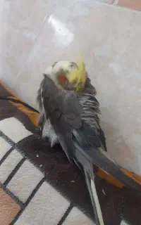 عروس هلندی مون گم شده