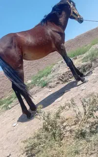 اسب