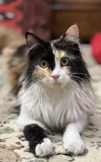 گربه ی ماده برای جفت‌گیری