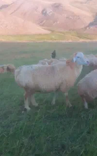 گوسفند