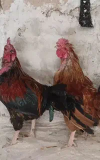 خروس